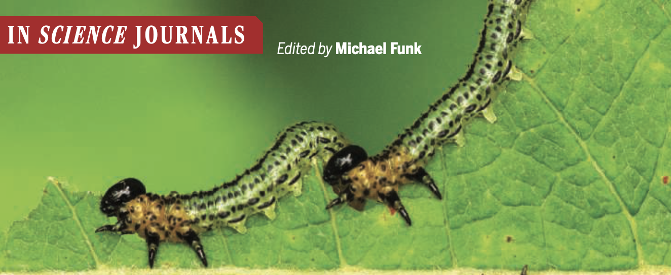 A clip of a Science journal cover showing two worms eating a plant