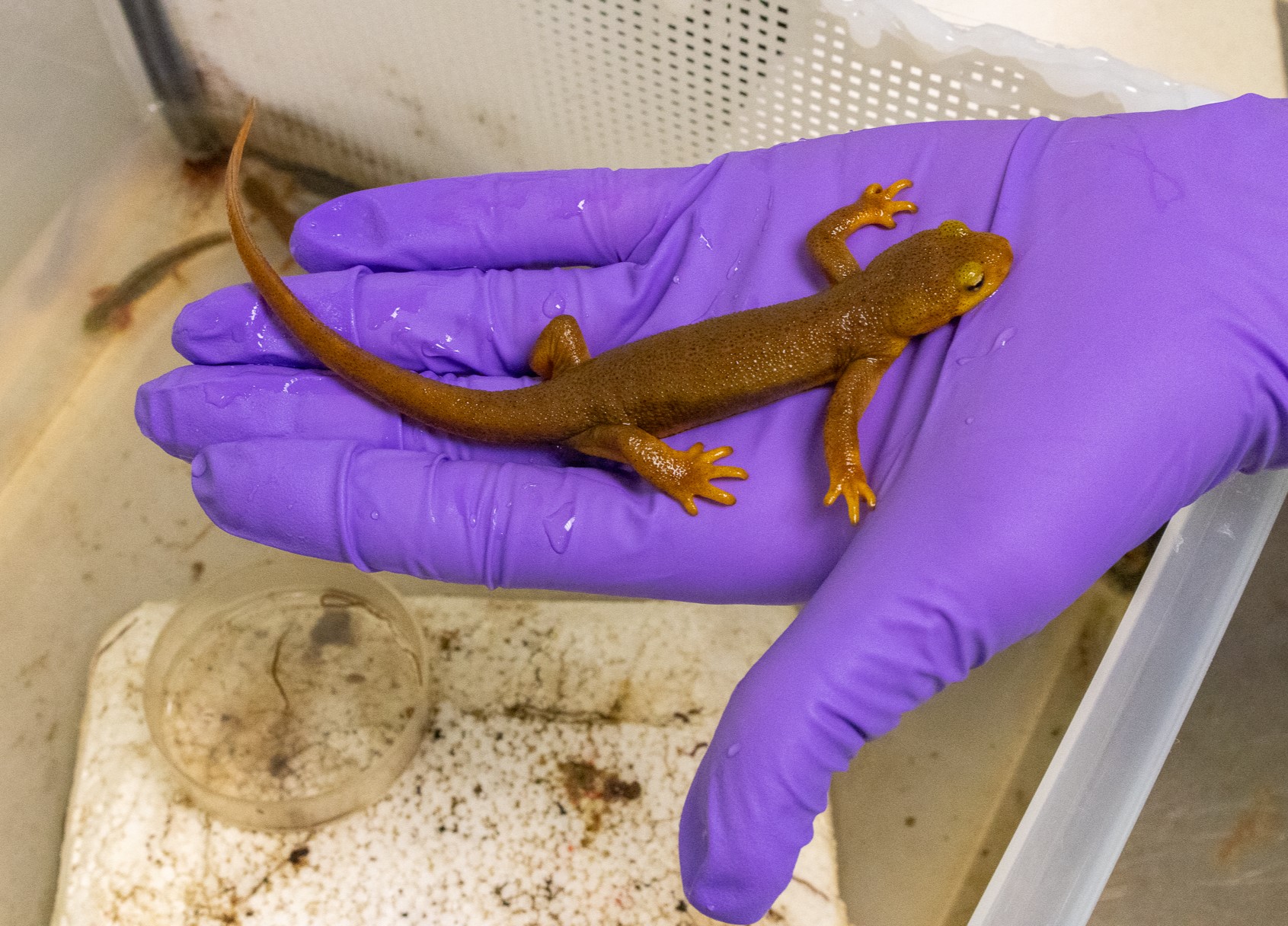 toxic newts glove hand
